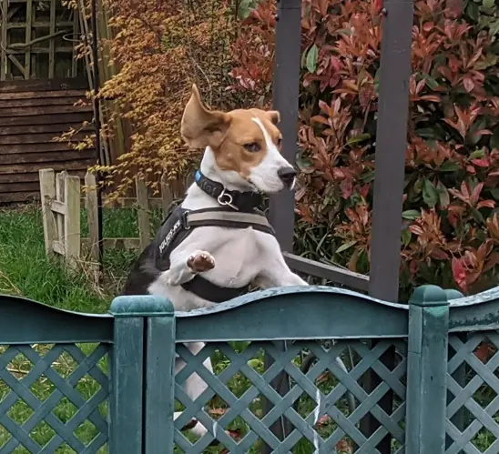 Image of a beagle jumping high