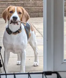 Image of a beagle with the tiniest stick in it's mouth