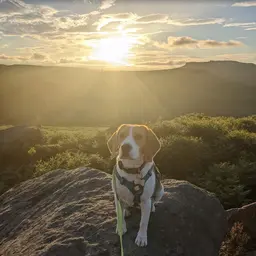 Image of a beagle enjoying the moment