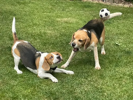 Gallery image showing pet beagles