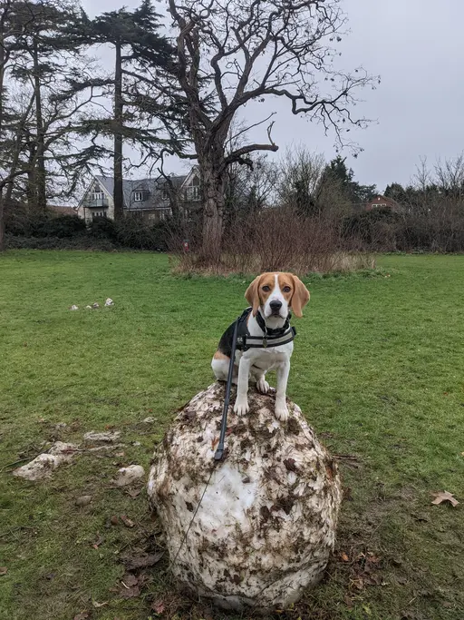 Gallery image showing pet beagles