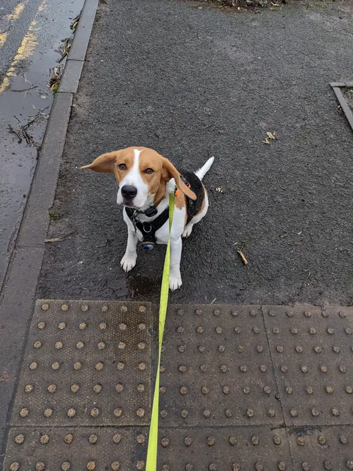 Gallery image showing pet beagles