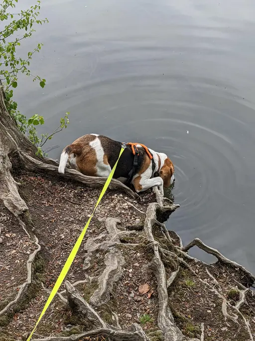 Gallery image showing pet beagles