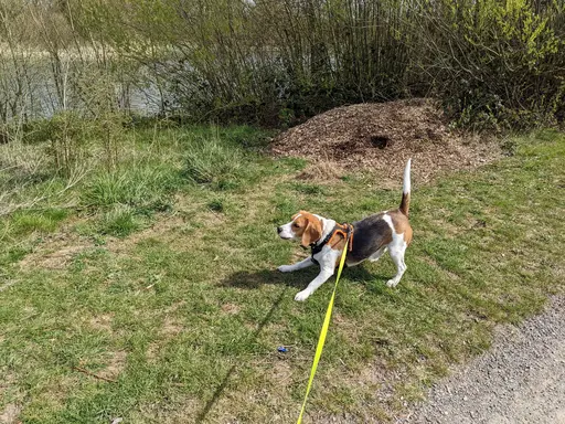 Gallery image showing pet beagles