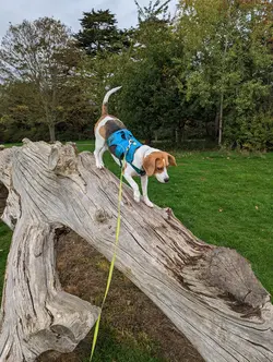 Gallery image showing pet beagles