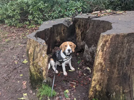 Gallery image showing pet beagles