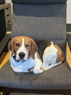 Gallery image showing pet beagles