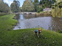 Gallery image showing pet beagles