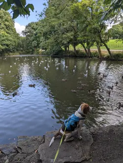 Gallery image showing pet beagles