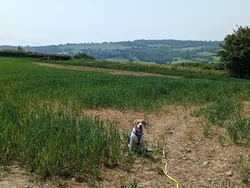 Gallery image showing pet beagles