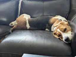 Gallery image showing pet beagles