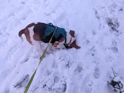 Image of beagle sniffing in the snow