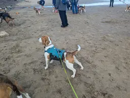 Image of a group of beagles bringing owners together